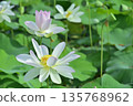 Lotus flowers seen in the countryside 135768962