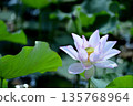 Lotus flowers seen in the countryside 135768964