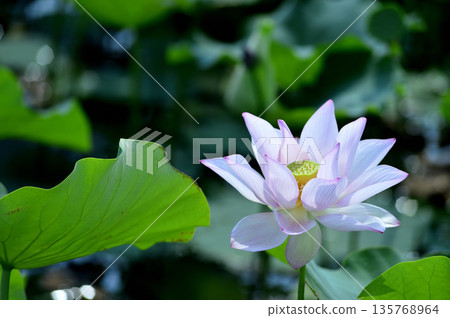 在農村看到的蓮花 135768964