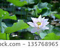 Lotus flowers seen in the countryside 135768965