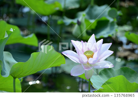 在農村看到的蓮花 135768965
