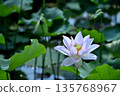 Lotus flowers seen in the countryside 135768967