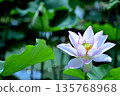 Lotus flowers seen in the countryside 135768968