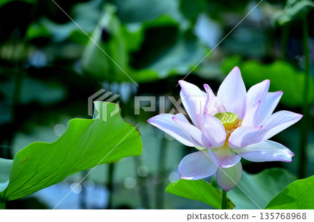 Lotus flowers seen in the countryside Lotus flowers seen in the countryside 135768968