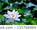Lotus flowers seen in the countryside 135768969