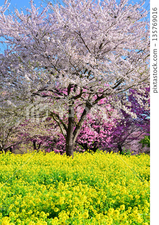 赤城南側的千朵櫻花：櫻花與油菜花的色彩 135769016