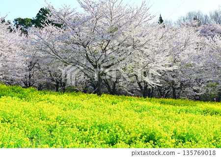 The Thousand Cherry Blossoms on the South Side of Akagi: The Colors of Cherry Blossoms and Rape Blossoms The Thousand Cherry Blossoms on the South Side of Akagi: The Colors of Cherry Blossoms and Rape Blossoms 135769018