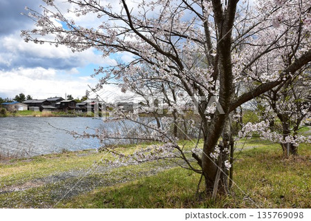 滋賀縣高島市乙目池步道與盛開的櫻花交相輝映 滋賀縣高島市乙目池步道與盛開的櫻花交相輝映 135769098