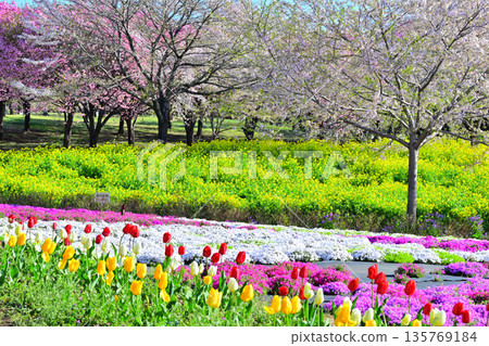 赤城南千櫻、油菜花田、苔蘚福祿考和鬱金香 赤城南千櫻、油菜花田、苔蘚福祿考和鬱金香 135769184