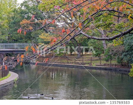 仙台堀川公園 2021 年 11 月 仙台堀川公園 2021 年 11 月 135769383
