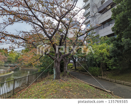 Sendai Horikawa Park November 2021 Sendai Horikawa Park November 2021 135769385