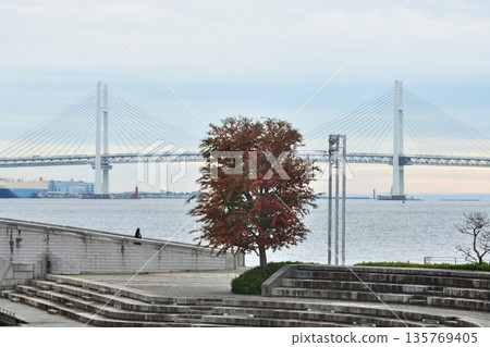 秋葉變色,橫濱凜子公園景色迷人。 秋葉變色,橫濱凜子公園景色迷人。 135769405