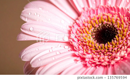 Pink Gerbera Flower with Water Droplets 135769594