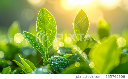 Green Tea Plantation at Sunrise 135769606