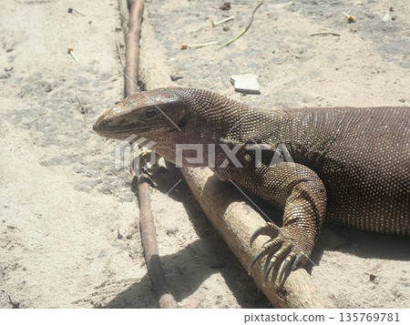 Lizards of the Similan Islands, Thailand Lizards of the Similan Islands, Thailand 135769781