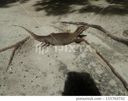 Lizards of the Similan Islands, Thailand Lizards of the Similan Islands, Thailand 135769782