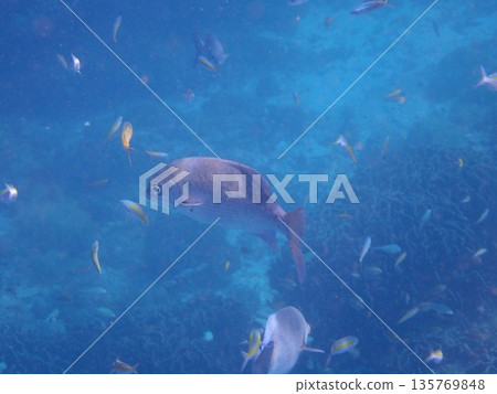 Fish of the Similan Islands, Thailand 135769848