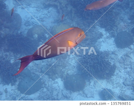 Fish of the Similan Islands, Thailand Fish of the Similan Islands, Thailand 135769851