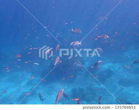 Fish of the Similan Islands, Thailand 135769853