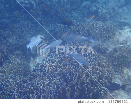 Fish of the Similan Islands, Thailand Fish of the Similan Islands, Thailand 135769861
