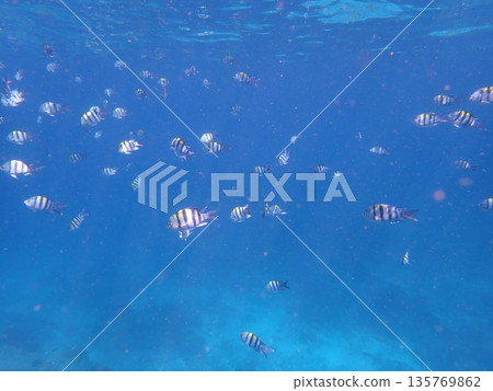 Fish of the Similan Islands, Thailand 135769862