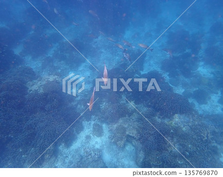 泰國斯米蘭群島的魚類 135769870