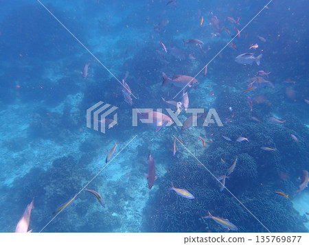 泰國斯米蘭群島的魚類 135769877
