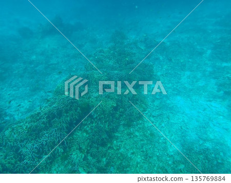 Fish of the Similan Islands, Thailand Fish of the Similan Islands, Thailand 135769884