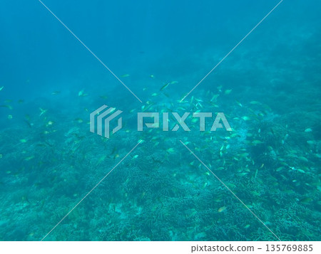 Fish of the Similan Islands, Thailand Fish of the Similan Islands, Thailand 135769885