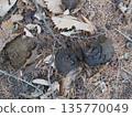 Animal droppings found on a mountain ridge (20260121083824) 135770049