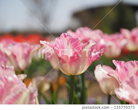 新潟縣鬱金香：愛心 135770373