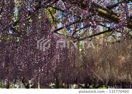 Purple and white wisteria at Tsushima Tennogawa River (Tsushima City, Aichi Prefecture) 135770400