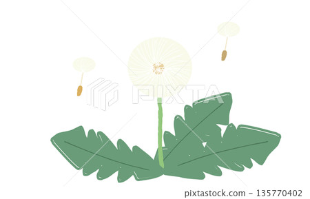 Hand drawn illustration of dandelion fluff and seeds Hand drawn illustration of dandelion fluff and seeds 135770402