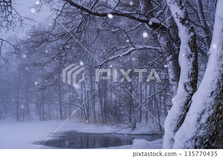 Snowing Forest Snowing Forest 135770435