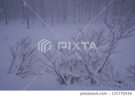 Snowy winter forest Snowy winter forest 135770436
