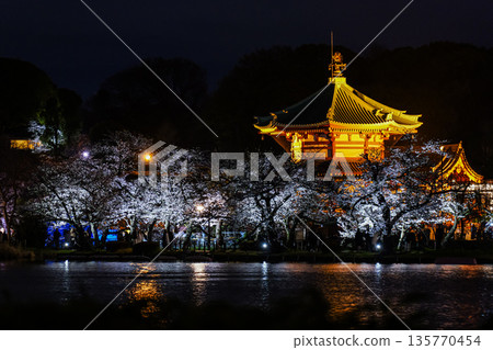 2025年，上野不忍池的夜櫻 135770454