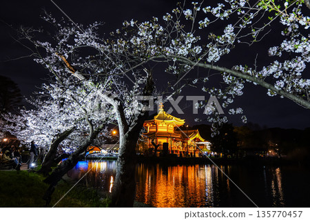 2025年,上野不忍池的夜櫻 2025年,上野不忍池的夜櫻 135770457