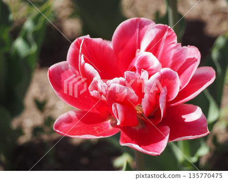 Echishunka tulips from Niigata Prefecture Echishunka tulips from Niigata Prefecture 135770475