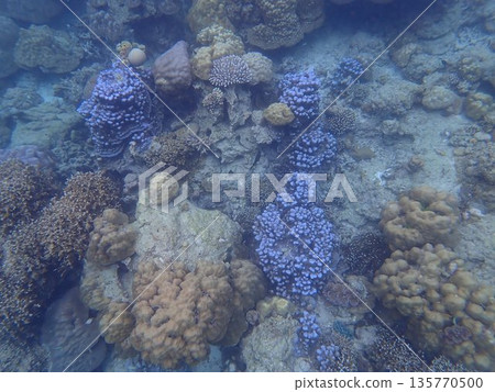 泰國素林群島的魚類 泰國素林群島的魚類 135770500
