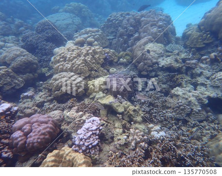 Fish of the Surin Islands, Thailand 135770508