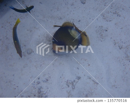 泰國素林群島的魚類 泰國素林群島的魚類 135770516