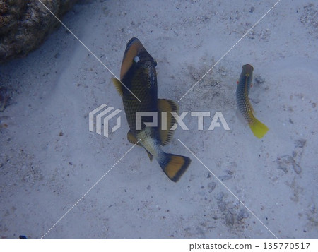 Fish of the Surin Islands, Thailand 135770517