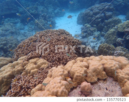 泰國素林群島的魚類 泰國素林群島的魚類 135770523
