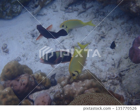 泰國素林群島的魚類 135770526