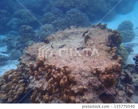 泰國素林群島的魚類 泰國素林群島的魚類 135770540