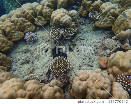 泰國素林群島的魚類 泰國素林群島的魚類 135770542