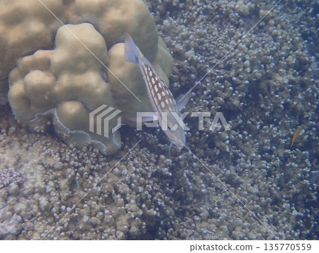 Fish of the Surin Islands, Thailand Fish of the Surin Islands, Thailand 135770559