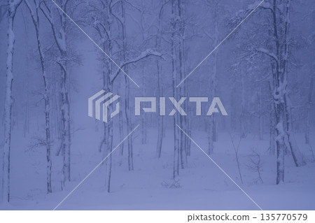雪落山毛櫸森林 135770579