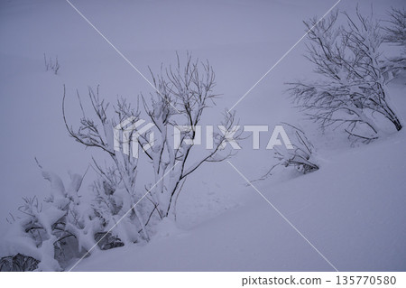 積雪覆蓋的木頭 積雪覆蓋的木頭 135770580