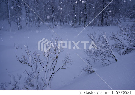 snowy night forest snowy night forest 135770581
